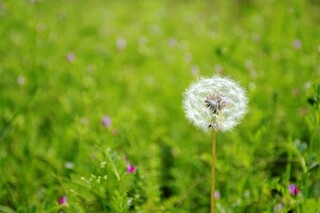 大学生心理健康教育论文情绪管理_大学生心理健康教育论文