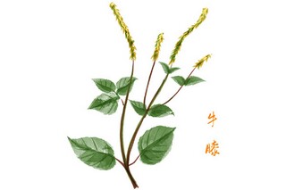 端午作文450字_端午作文