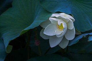 租赁合同正规合同_租赁合同